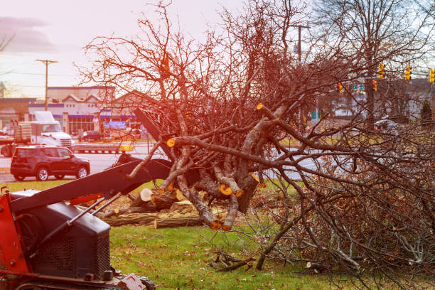 Best Hedge Trimming  in Cody, WY